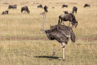 East African masai ostrich
