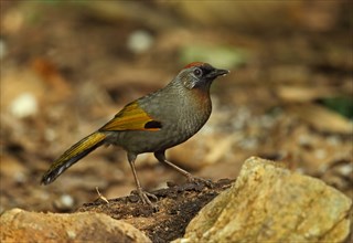 Silver-eared Laughingthrush