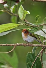 Sunda Warbler