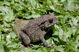 Asian black-necked toad
