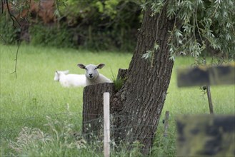Sheep peeping out from behind a tree trunk