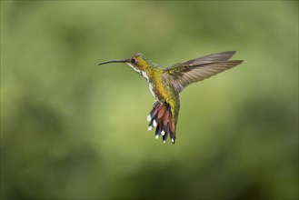 Green-breasted mango