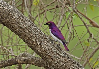 Purple-backed starling