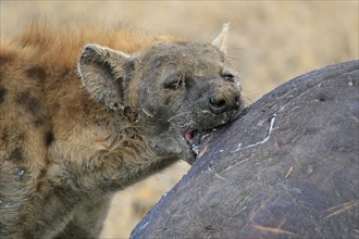 Spotted hyena