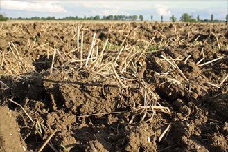 Stubble in harvested Wheat