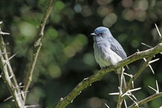 Dull-blue Flycatcher