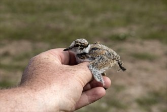 Little ringed plover chick is held in front of a BTO bird ring is attached to its legs