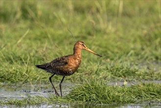 Black-tailed Godwit in summer plumage