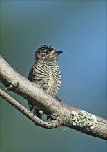 White-banded Pygmy Woodpecker