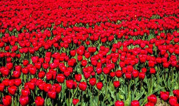 Flowering tulip fields