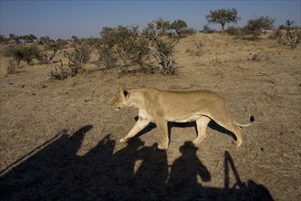 African lion lioness lion