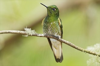 Emerald-throated Glossy-tail