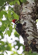 Red-crested Woodpecker
