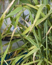 Magnesium deficiency in wheat