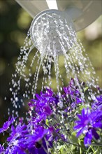 Watering Cultivated Pericallis