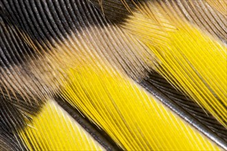 Close-up detail on the wing feathers of a juvenile goldfinch