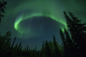 Aurora Borealis and stars over coniferous forest