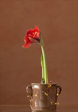 Blossoming amaryllis