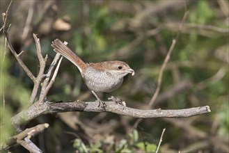 Young red-backed shrike