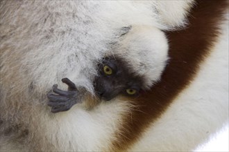Coquerel baby sifaka peeking out of the mother's fur