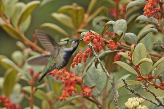 Green-crowned plovercrest