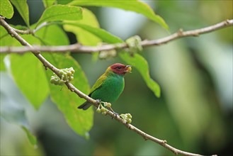 Green Tanager