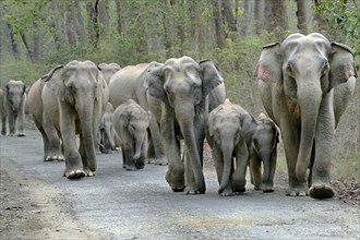 Herd of elephants on the indian elephant