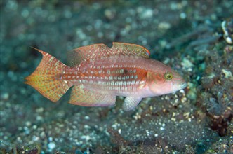 Two-spotted twospot wrasse