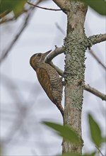 Yellow-cheeked Woodpecker