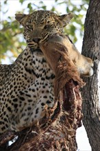 Leopard eats impala in a tree
