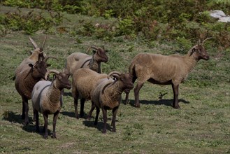 Manx Loaghtan sheep