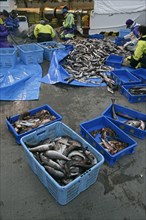 Commercial fishing catch with fishermen