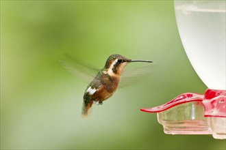 White-bellied Woodstar