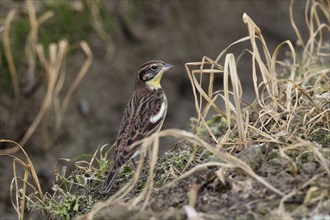 Yellow-breasted bunting
