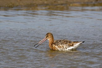 Black-tailed Godwit moults into summer plumage