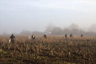 Striking line on a Suffolk shoot pulled through a labyrinth cover crop. Foggy day