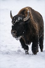 Bison im Winter
