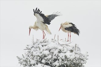White stork pair standing in the nest in the middle of a snowstorm and shaking off the snow with wing beats