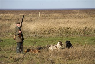 Man with 12-gauge shotgun and working dogs