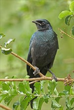 Giant Glossy Starling