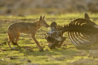 African Golden Wolf