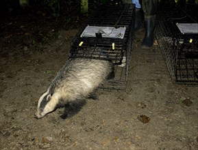 Vaccination project against bovine tuberculosis against the european badger
