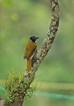 Black-headed Saltator