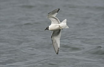 Sabine's Gull