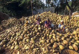 Women Grading the Coconuts at Singampunari