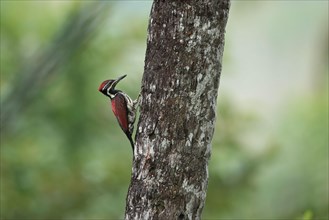 Black-rumped Flameback