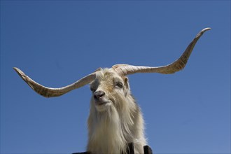 Male small-eared goat shows a wide spread of horn