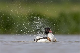 Common shelducks