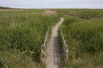 Jetty and boardwalk in coastal marshland habitat