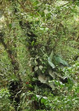 Lush vegetation in tropical forest habitat